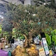 Olive tree